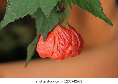 Red Chinese Lantern Hibiscus High Res Stock Images Shutterstock