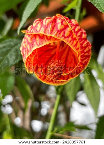 Abutilon darwinii or Callianthe darwinii is a popular ornamental plant closeup.