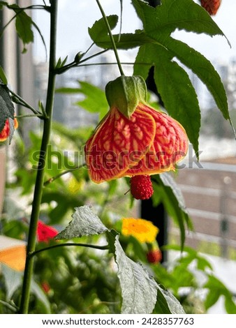 Abutilon darwinii or Callianthe darwinii is a popular ornamental plant closeup.