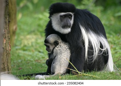 Abyssinian Black And White Colobus