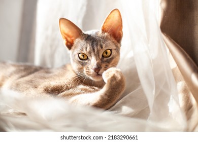 Abyssinian Blue Cat Lying On A Linen Of Neutral Color. Calm Five Month Old Kitten With Yellow Eyes. Pets Care. World Cat Day. Image For Websites About Cats. Selective Focus On Cats Forehead.