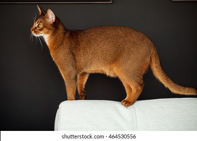 Abyssinian Cat