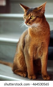 Abyssinian Cat