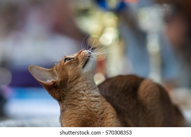 Abyssinian cat