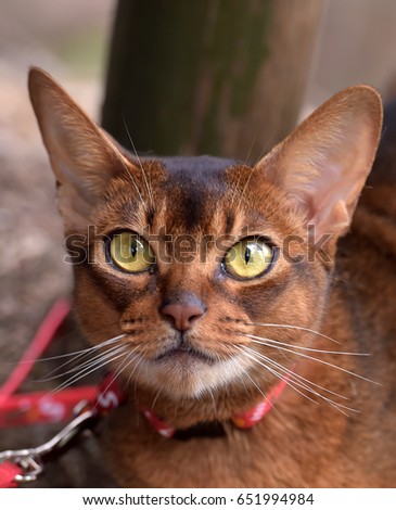 Abyssinian cat