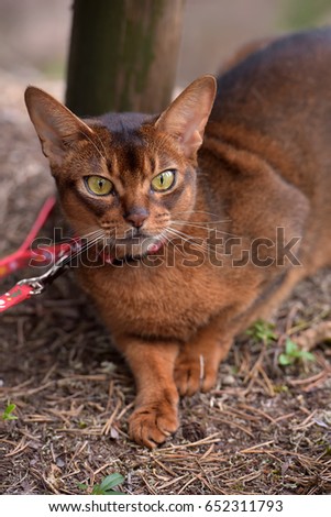 Abyssinian cat