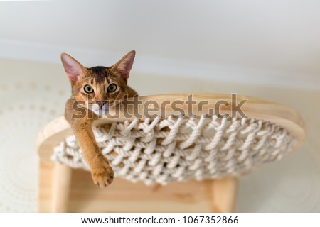 Abyssinian cat close-up on wooden stairs, hammock, in the interior of the house