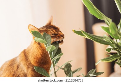 abyssinian cat eating houseplant. Domestic cat nibbling on green plant. 