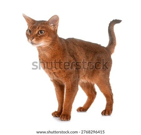 Abyssinian cat in front of white background