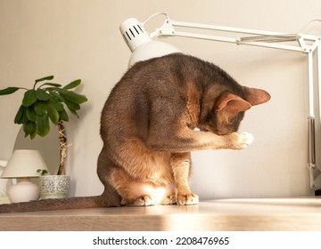 Abyssinian Cat At Home. Close Up Portrait Of Blue Abyssinian Cat, Sitting On A Work Table Grooming, Cleaning Itself. Pretty Cat, White Background. Kitty Washing Himself, Home Interior, Selective Focus