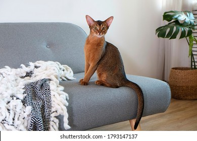 Abyssinian cat at home with her owner at home. Beautiful purebred short haired kitten. Close up, copy space, background. - Powered by Shutterstock