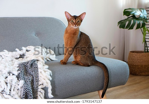 Abyssinian cat\
at home with her owner at home. Beautiful purebred short haired\
kitten. Close up, copy space,\
background.