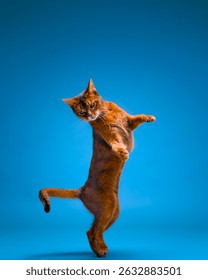Abyssinian Cat Jumping and Posing in Studio on Blue Background
