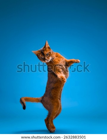 Abyssinian Cat Jumping and Posing in Studio on Blue Background
