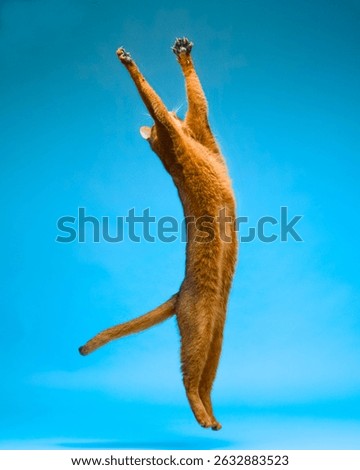 Abyssinian Cat Jumping and Posing in Studio on Blue Background
