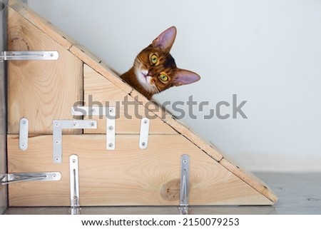 An abyssinian cat looking down from a height indoors