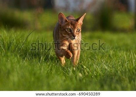   Abyssinian cat on lawn in the garden                              Imagine de stoc © 