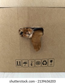 An Abyssinian cat peeking out of a hole in a cardboard box. The images are great for home, cozy, and moving stories. You can see the manipulation signs on the box. - Shutterstock ID 2139636203