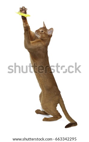 Abyssinian cat playing on white background
