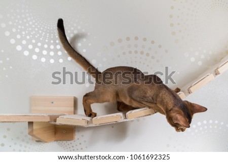 Similar – Image, Stock Photo of mice and humans.