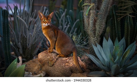 Abyssinian Cat And Sand Plant Cactus