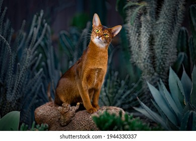 Abyssinian Cat And Sand Plant Cactus