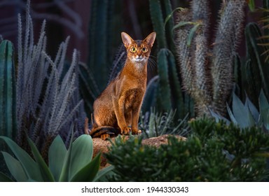 Abyssinian Cat And Sand Plant Cactus