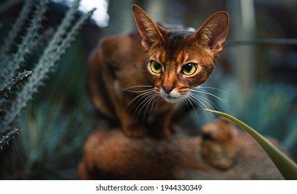 Abyssinian Cat And Sand Plant Cactus