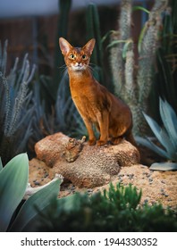 Abyssinian Cat And Sand Plant Cactus