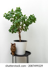 An Abyssinian Cat Sitting Next To The Ficus Potted Plant On A Black Table