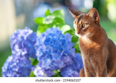 Abyssinian cat, sitting on a terrace with flowers blue hydrangea. High quality advertising stock photo. Pets walking in the summer - Shutterstock ID 2194063107