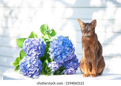Abyssinian cat, sitting on a terrace with flowers blue hydrangea. High quality advertising stock photo. Pets walking in the summer - Shutterstock ID 2194063121