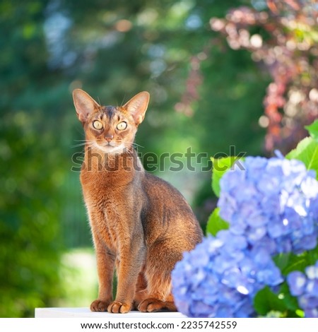 Abyssinian cat, sitting on a terrace with flowers blue hydrangea. High quality advertising stock photo. Pets walking in the summer Imagine de stoc © 