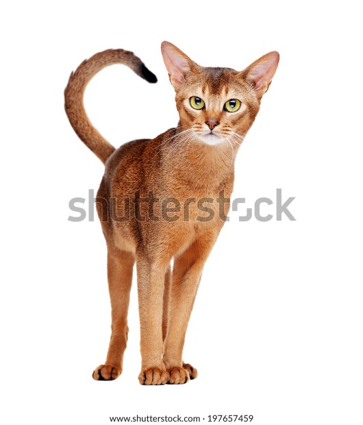 Chat Abyssinien Debout Vue De Face Photo De Stock Modifiable