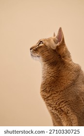 An Abyssinian cat turns sideways while perched on a minimalist stand. The short-haired feline shows its elegant neck and profile in a still pose.