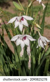 Abyssinian Gladiolus (Gladiolus Murielae) In Garden