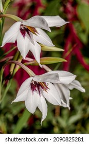 Abyssinian Gladiolus (Gladiolus Murielae) In Garden