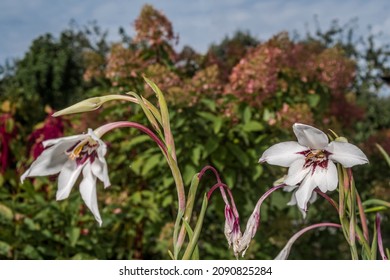 Abyssinian Gladiolus (Gladiolus Murielae) In Garden