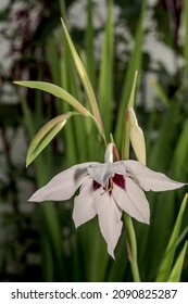 Abyssinian Gladiolus (Gladiolus Murielae) In Garden