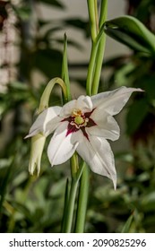 Abyssinian Gladiolus (Gladiolus Murielae) In Garden