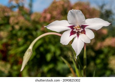 Abyssinian Gladiolus (Gladiolus Murielae) In Garden