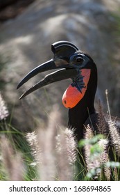 Abyssinian Ground Hornbill