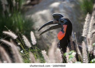 Abyssinian Ground Hornbill