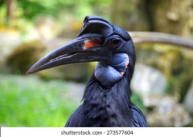 Abyssinian Ground Hornbill