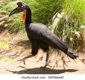 Abyssinian Ground Hornbill