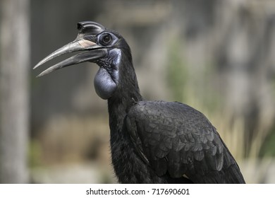 Abyssinian Ground Hornbill