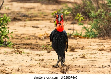 Abyssinian Ground Hornbill For Lunch