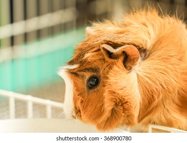 Abyssinian Guinea Pig