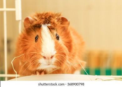 Abyssinian Guinea Pig