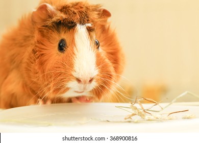 Abyssinian Guinea Pig